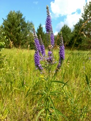 Veronica spuria