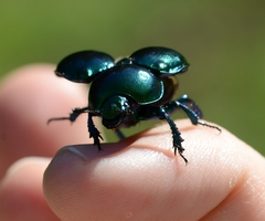 Geotrupidae