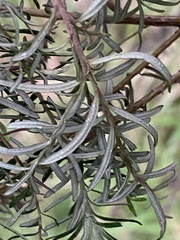 Cassinia aculeata
