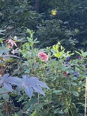 Trifolium hybridum