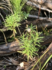 Erigeron hyssopifolius