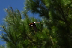 Byasa polyeuctes