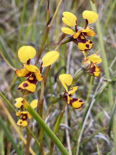 Diuris decrementum D.L.Jones & C.J.French