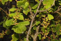 Ribes sanguineum