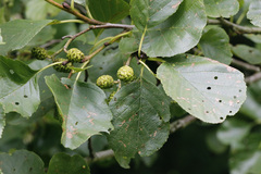 Alnus glutinosa