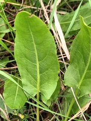 Rumex acetosa