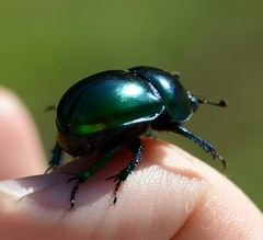 Geotrupidae