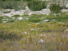 Epthianura aurifrons