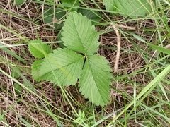 Fragaria viridis