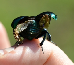 Geotrupidae
