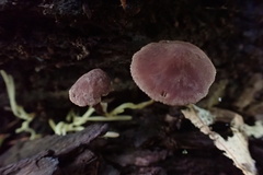 Pseudobaeospora