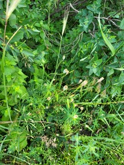 Papaver dubium stevenianum