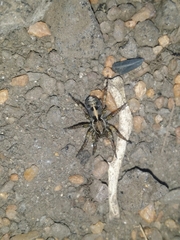 Artoriopsis