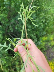 Papaver dubium stevenianum