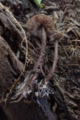 Pseudobaeospora
