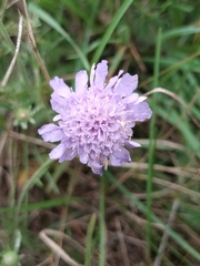 Scabiosa canescens