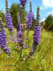 Veronica spuria