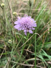 Scabiosa canescens