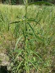 Veronica spuria