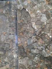 Artoriopsis