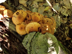 Pholiota