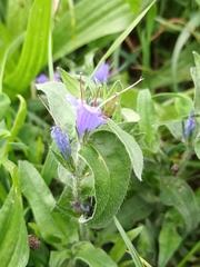 Echium vulgare