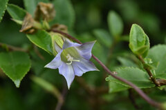 Tripterospermum lanceolatum