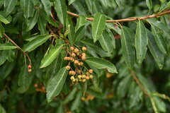 Photinia niitakayamensis