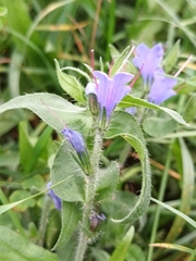 Echium vulgare