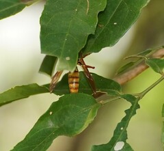 Polistes olivaceus