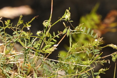 Vicia hirsuta
