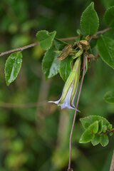 Tripterospermum lanceolatum