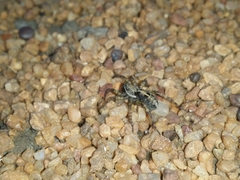 Artoriopsis