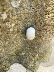 Nerita plicata