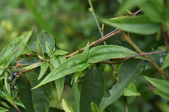 Tripterospermum lanceolatum