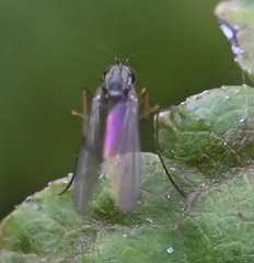 Dolichopodidae