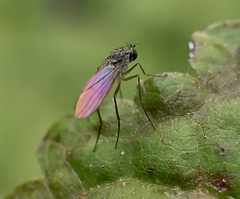 Dolichopodidae