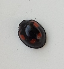 Exochomus quadripustulatus