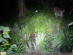 Sus scrofa leucomystax