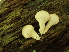 Apioperdon