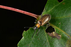 Tenebrionoidea