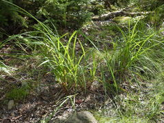 Carex gynandra