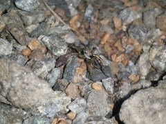 Artoriopsis