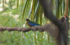 Pitta moluccensis
