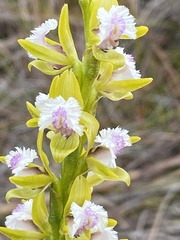Prasophyllum fimbria