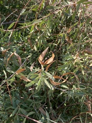 Ectadium