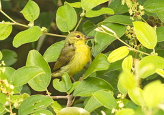 Anthreptes malacensis
