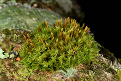 Ulota crispa