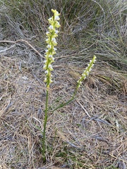 Prasophyllum fimbria