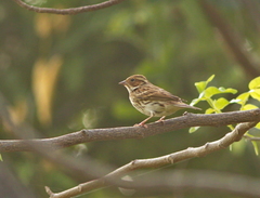 Emberiza pusilla